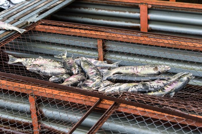 Рыбное производство на Камчатке (31 фото)