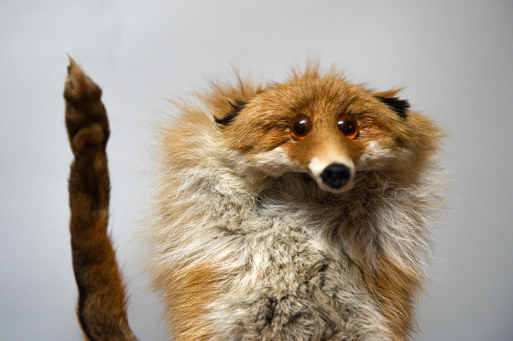 fox01 Привет защитникам животных &ndash; Лис