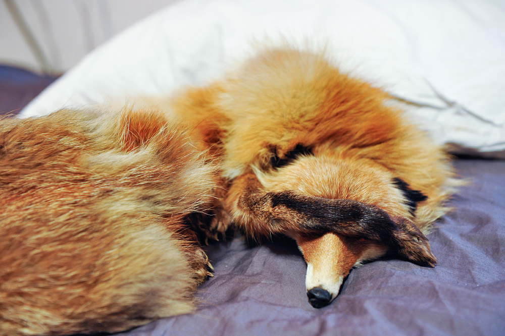 fox13 Привет защитникам животных &ndash; Лис
