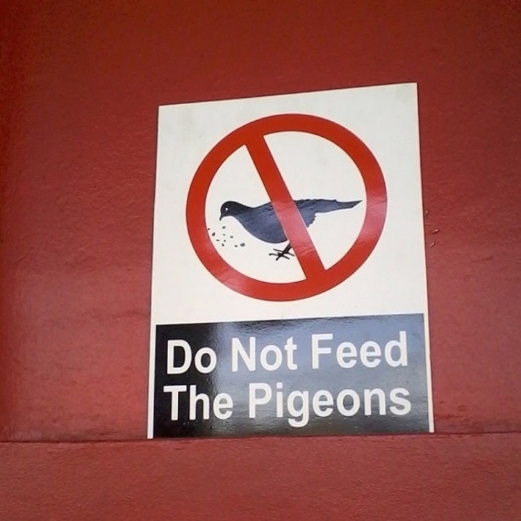 Не кормите голубей, или пожалеете!