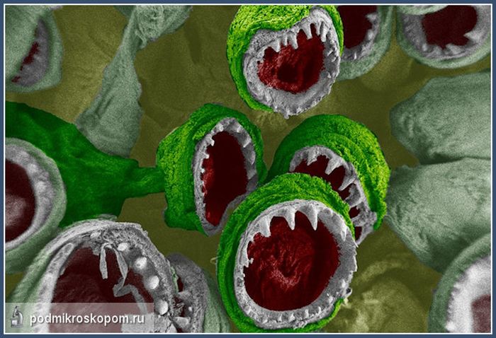 Удивительные снимки под микроскопом (27 фото)