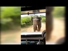 Слон напал на машину