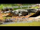 Гребнистые крокодилы
