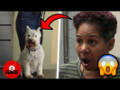 Attention ! dangerous dog | Just For Laughs Gags