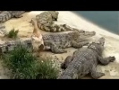 Утка и крокодилы