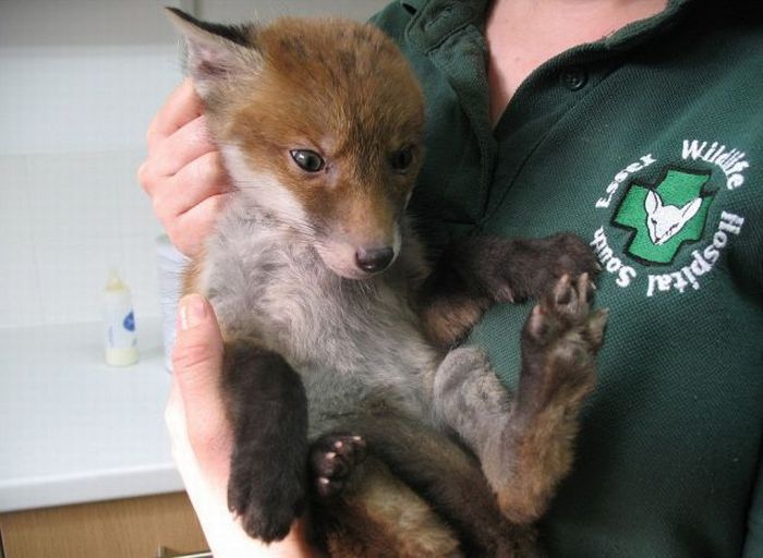 fox_caked_in_mud_rescued_from_hole_03.jpg