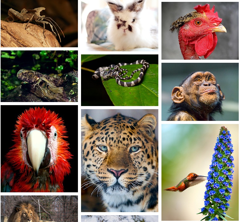 Мир животных очень разнообразен. Разнообразие животных. Разнообразный животный мир. Разнообразие. Многообразие зверей.
